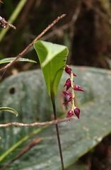 Pleurothallis lindenii