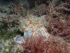 Octopus djinda