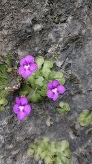 Pinguicula cyclosecta