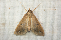 Margaroniini