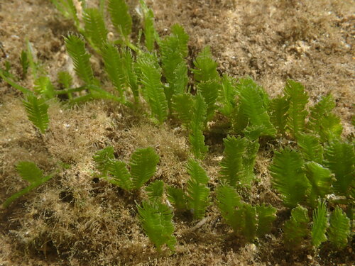 Caulerpa taxifolia observed 2023-02-25