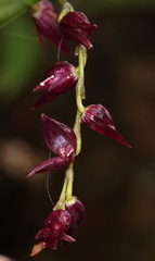 Pleurothallis lindenii