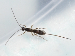Doryctinae