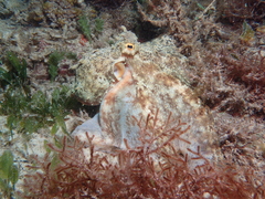 Octopus djinda