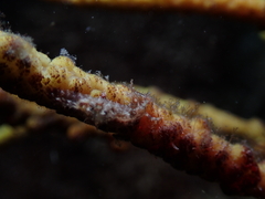 Stylocheilus striatus