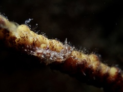 Stylocheilus striatus