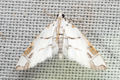 Neurophyseta
