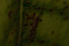 Climacia