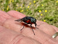 Osca lata