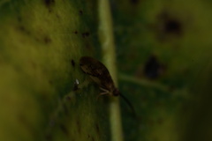 Climacia