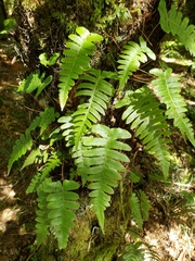 Cranfillia deltoides