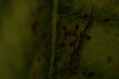Climacia