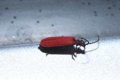 Dictyoptera aurora