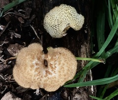 Lentinus arcularius