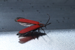 Dictyoptera aurora