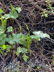 Zantedeschia aethiopica