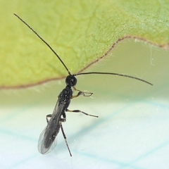 Doryctinae