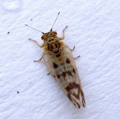 Craspedolepta nebulosa