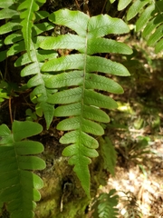 Cranfillia deltoides
