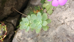 Sedum palmeri