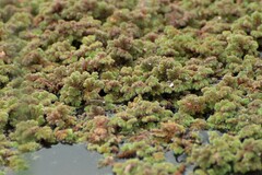 Azolla filiculoides