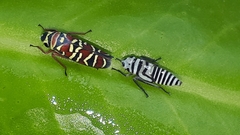 Agrosoma