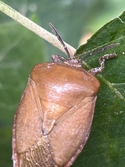Tessaratoma papillosa