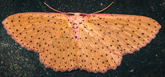 Cosymbiini