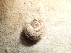Lunella torquata
