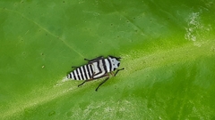 Agrosoma