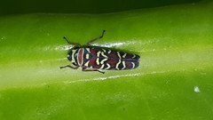 Agrosoma