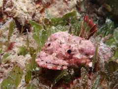 Thysanophrys cirronasus