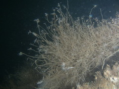 Ectopleura crocea