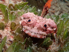 Thysanophrys cirronasus