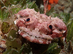 Thysanophrys cirronasus
