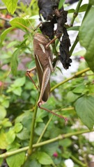 Schistocerca flavofasciata