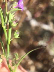 Sairocarpus