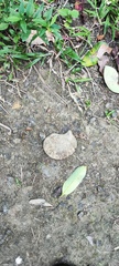 Aspidosperma megalocarpon