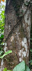 Aspidosperma megalocarpon