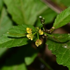 Rorippa sessiliflora