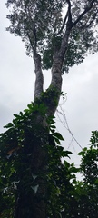 Aspidosperma megalocarpon
