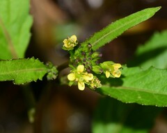 Rorippa sessiliflora