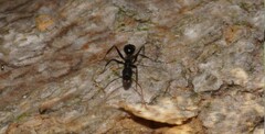 Camponotus sexguttatus