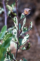 Heteromeles arbutifolia