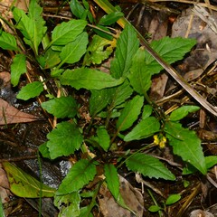 Rorippa sessiliflora