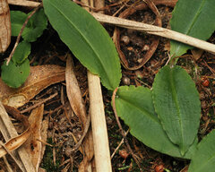 Chiloglottis diphylla