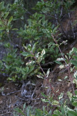 Heteromeles arbutifolia