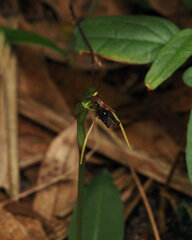 Chiloglottis diphylla