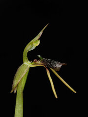 Chiloglottis diphylla