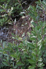 Heteromeles arbutifolia